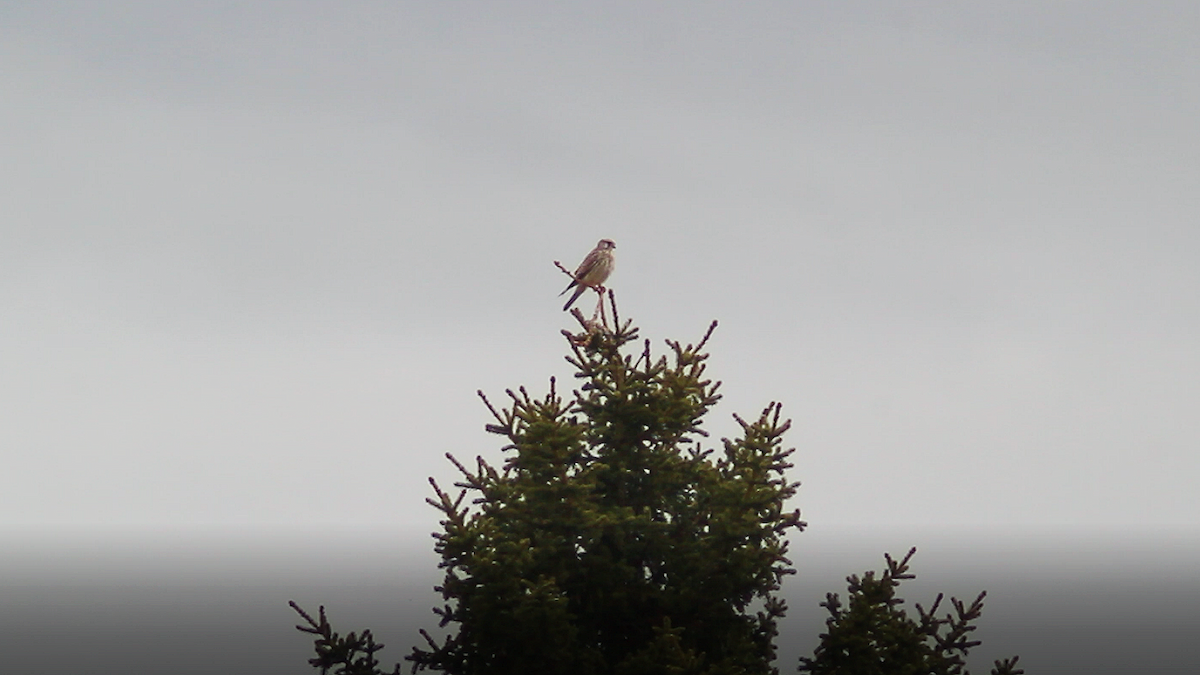 Eurasian Kestrel - ML619090139