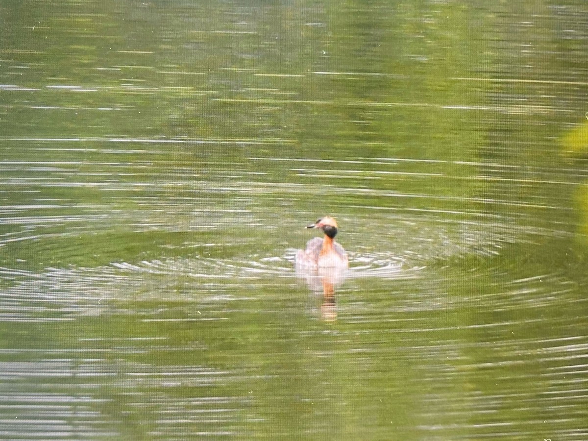 Horned Grebe - ML619090143