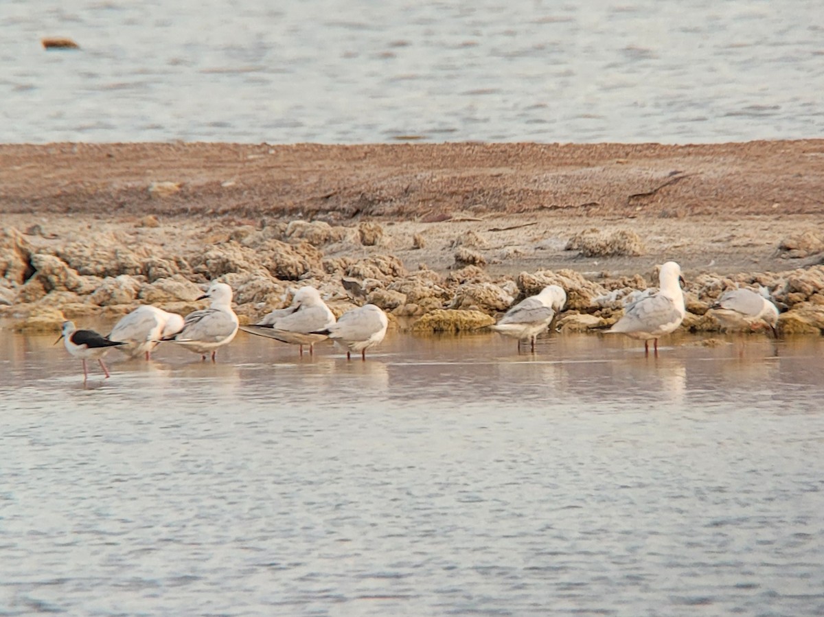 Slender-billed Gull - ML619090160