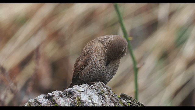 Winter Wren - ML619090161