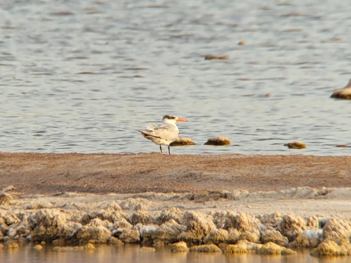 Caspian Tern - ML619090166