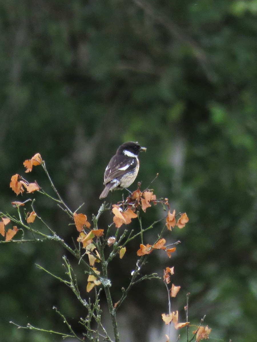 European Stonechat - ML619090171