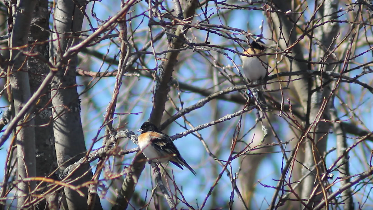 Brambling - ML619090178