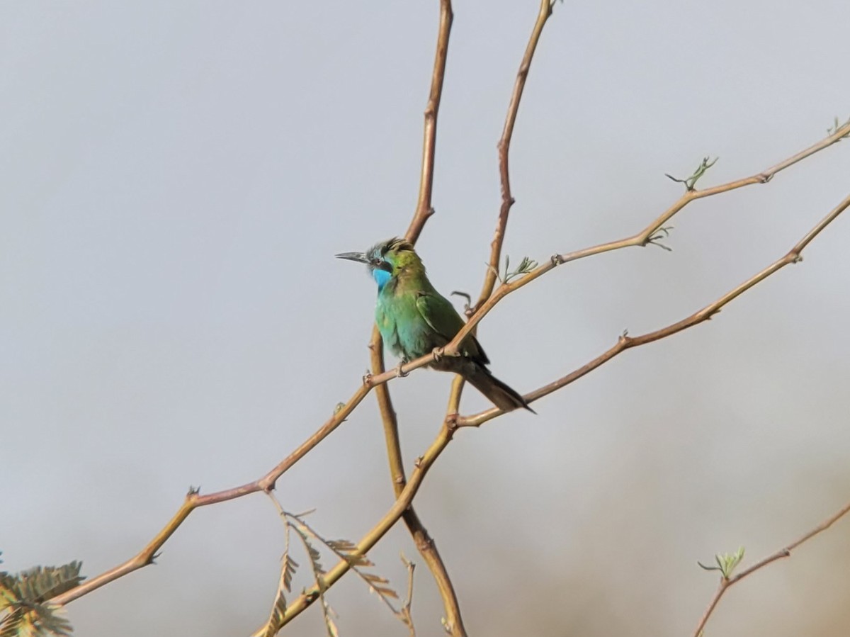 Arabian Green Bee-eater - ML619090183