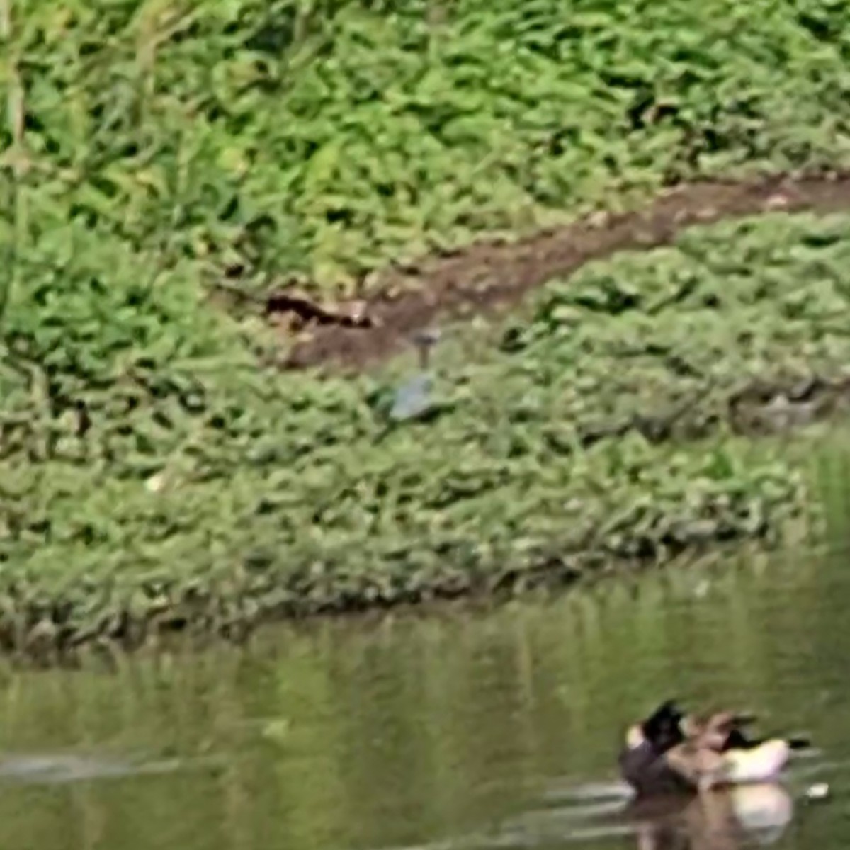 Little Blue Heron - ML619090205