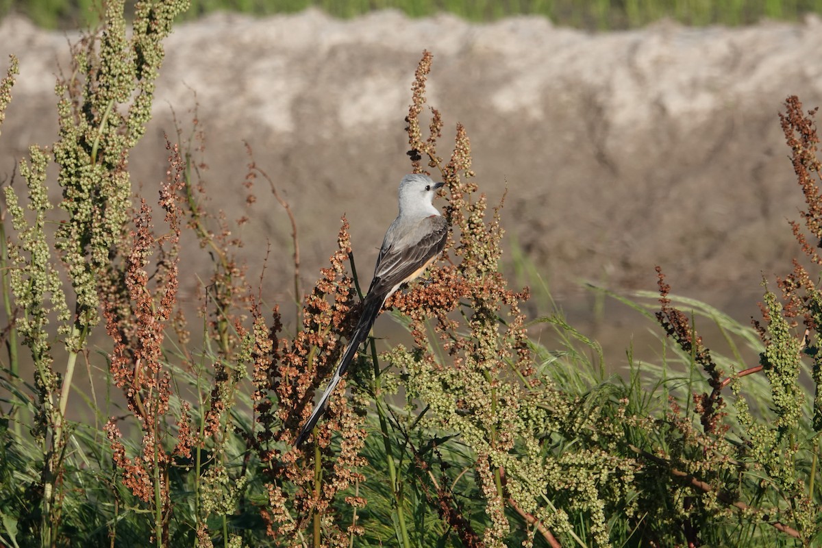 Scissor-tailed Flycatcher - ML619090222