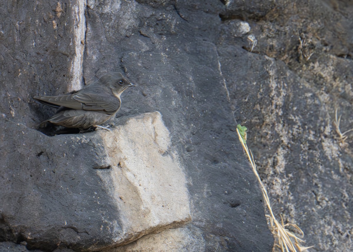 Dusky Crag-Martin - ML619090224