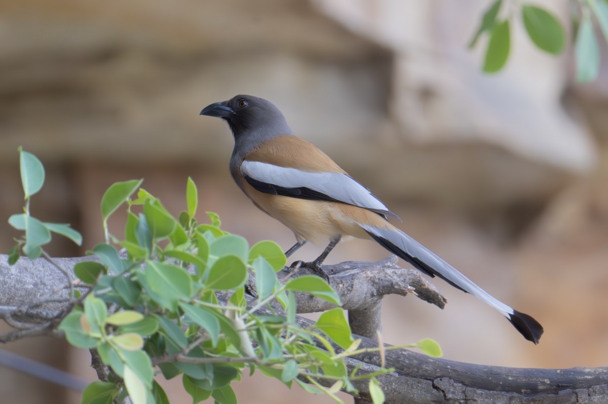 Rufous Treepie - Vikas Pawar