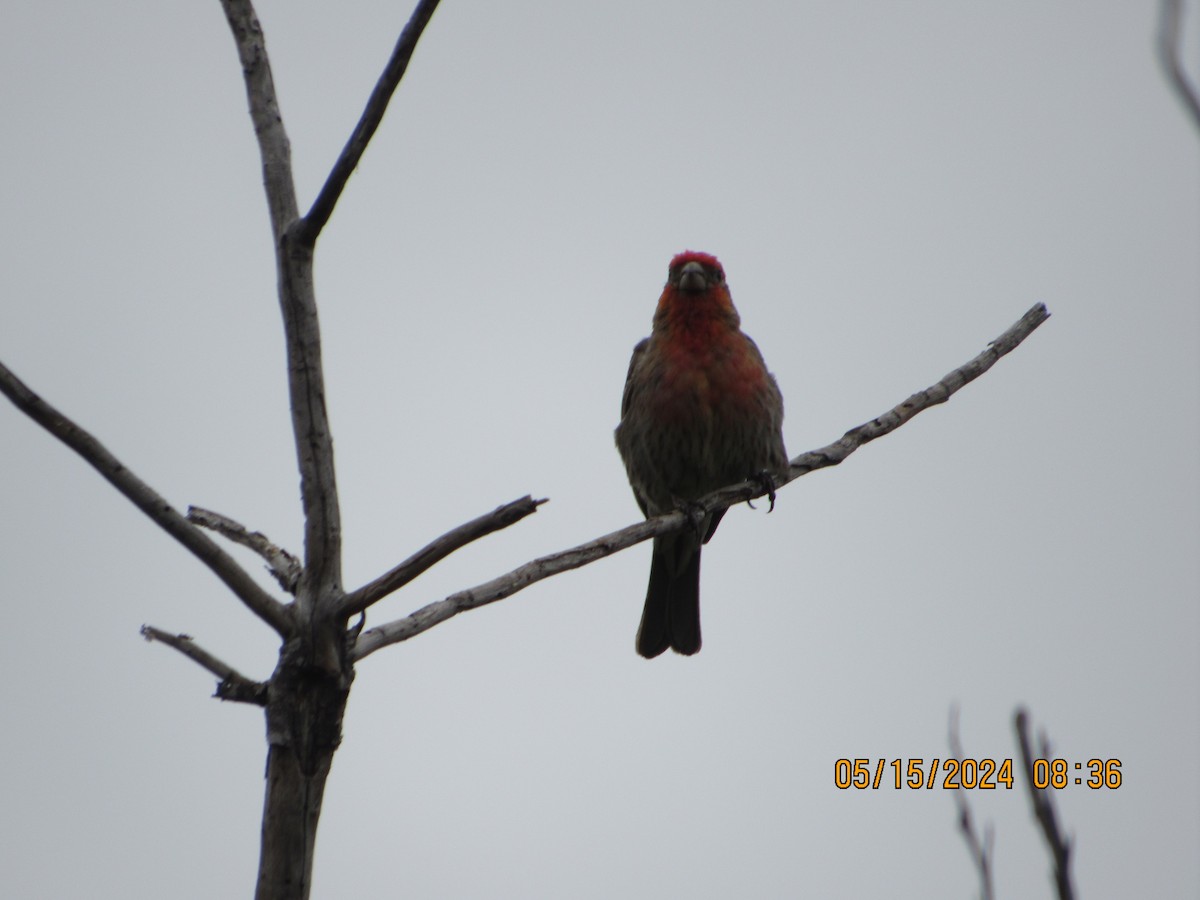 House Finch - crdf bird