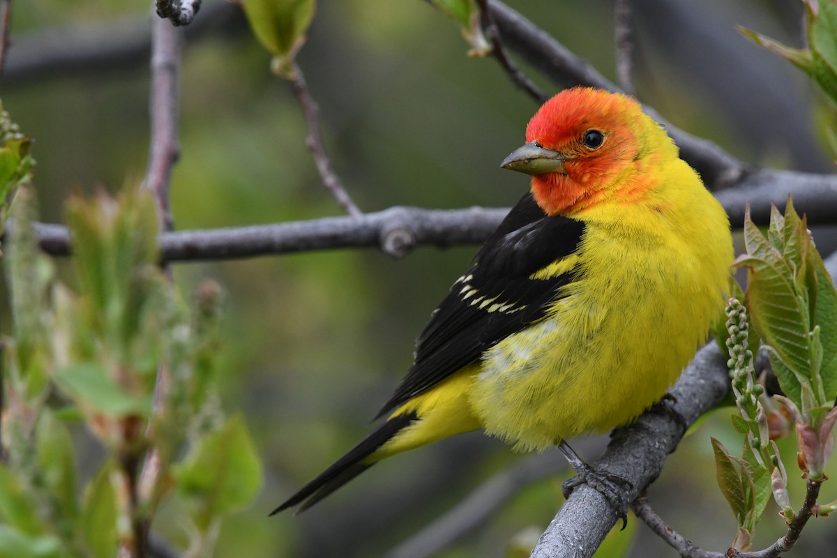 Western Tanager - Donald Jones