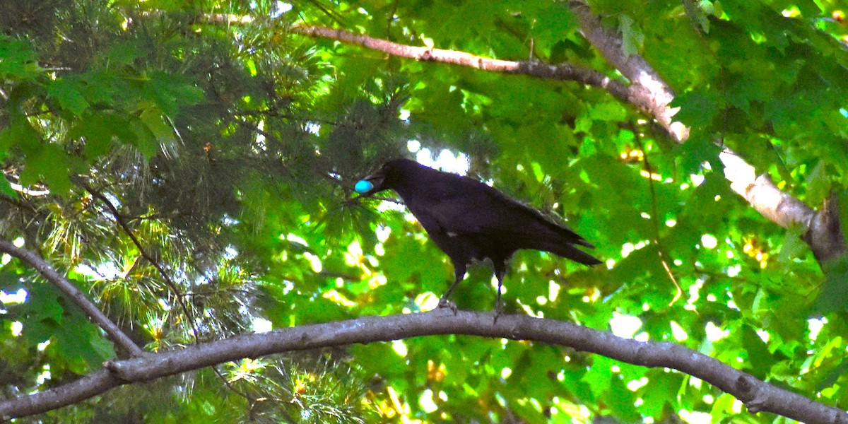 American Crow - Ed Leathers aka Taka Shimono