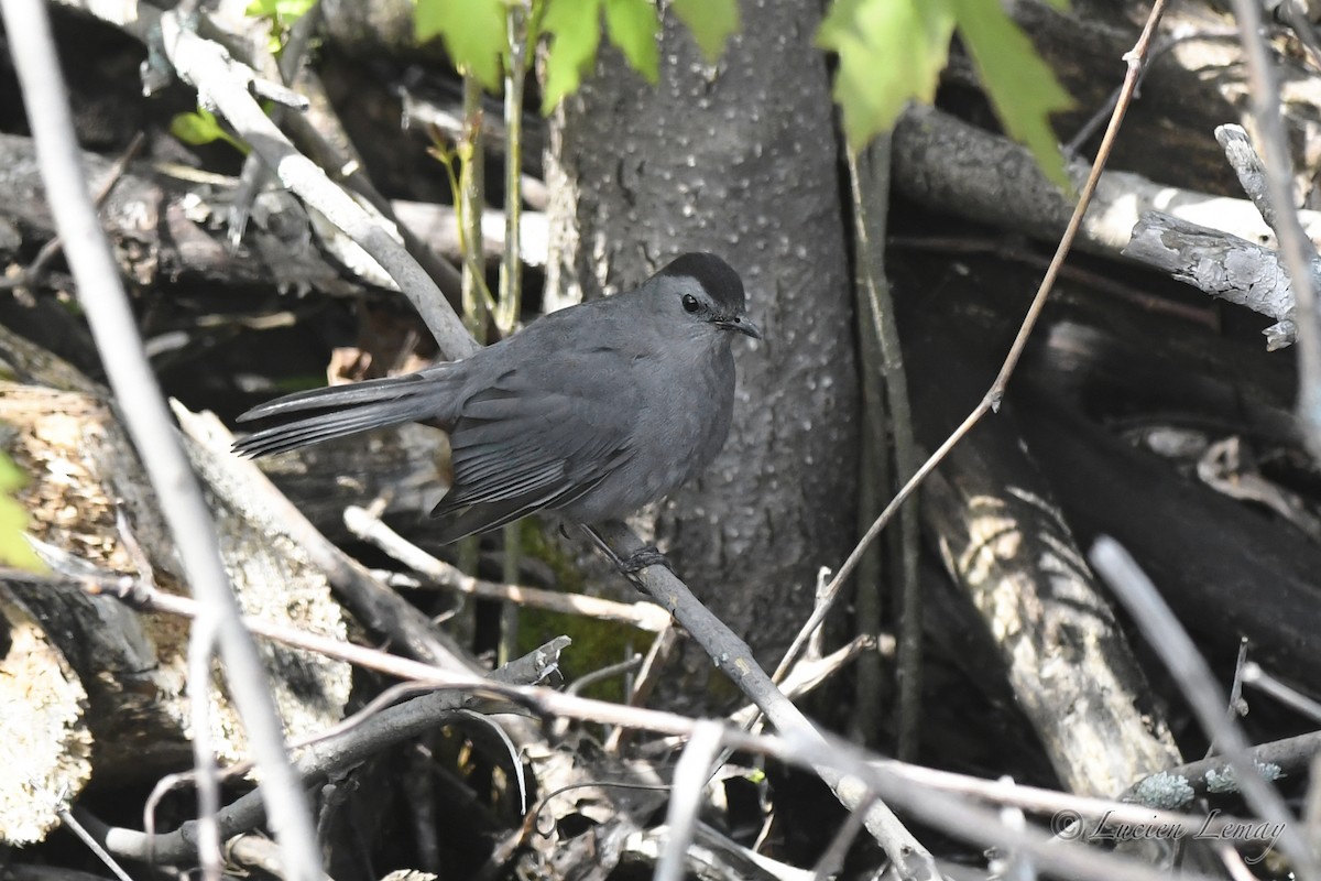 Gray Catbird - Lucien Lemay