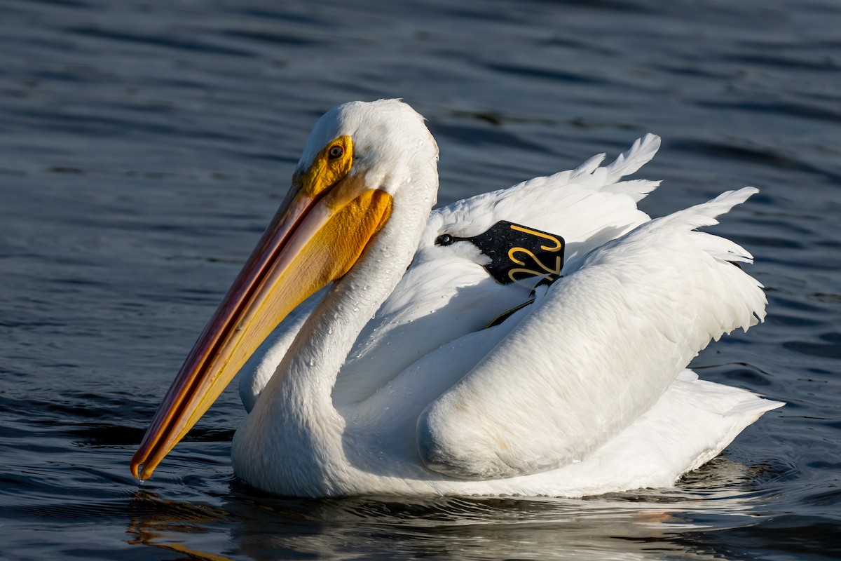 American White Pelican - Andrea C