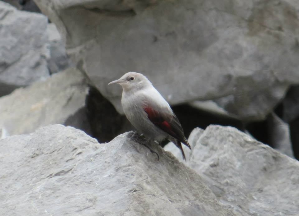 Wallcreeper - Estela Gil Costa