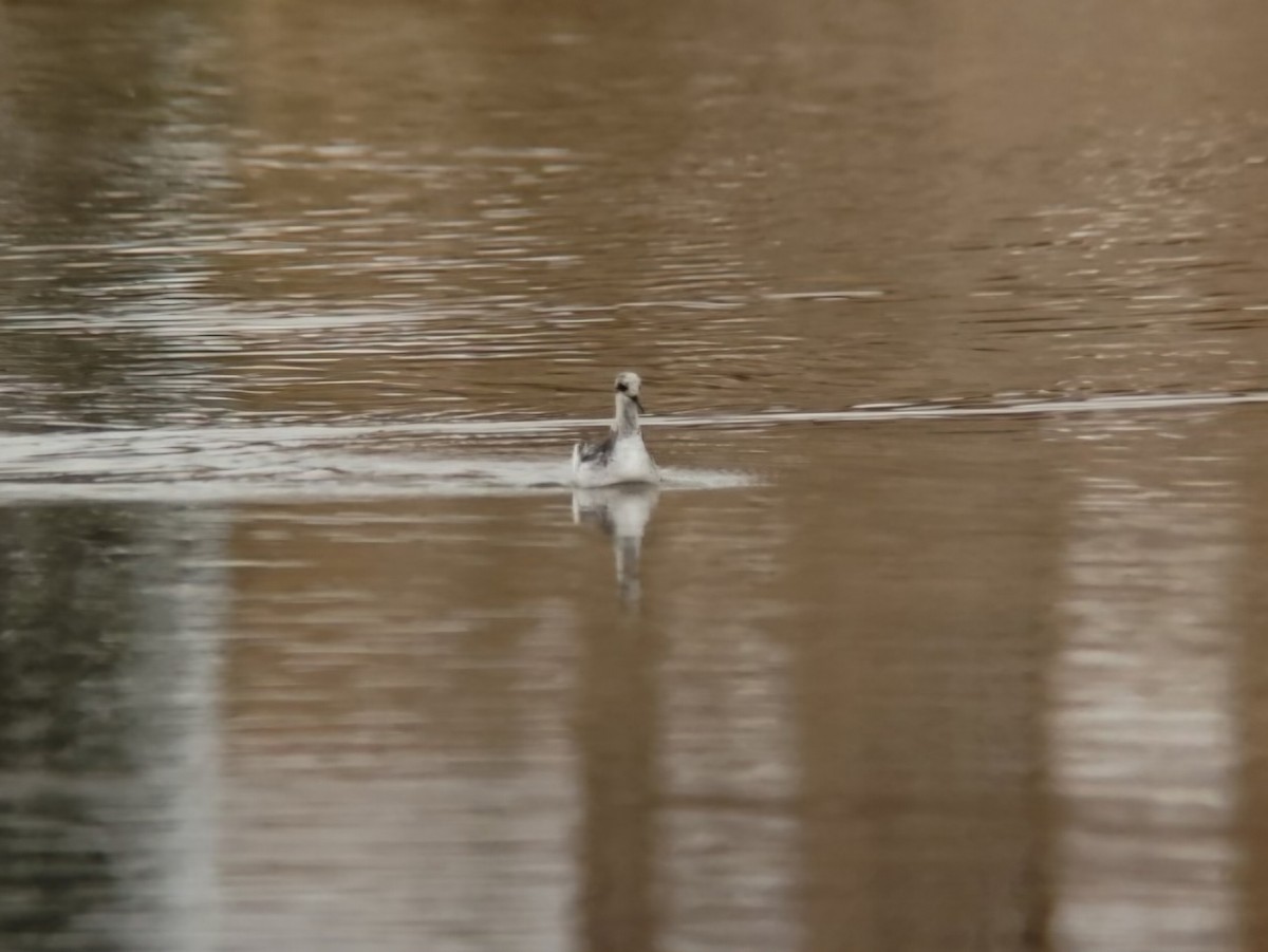 Red-necked Phalarope - Toby Carter
