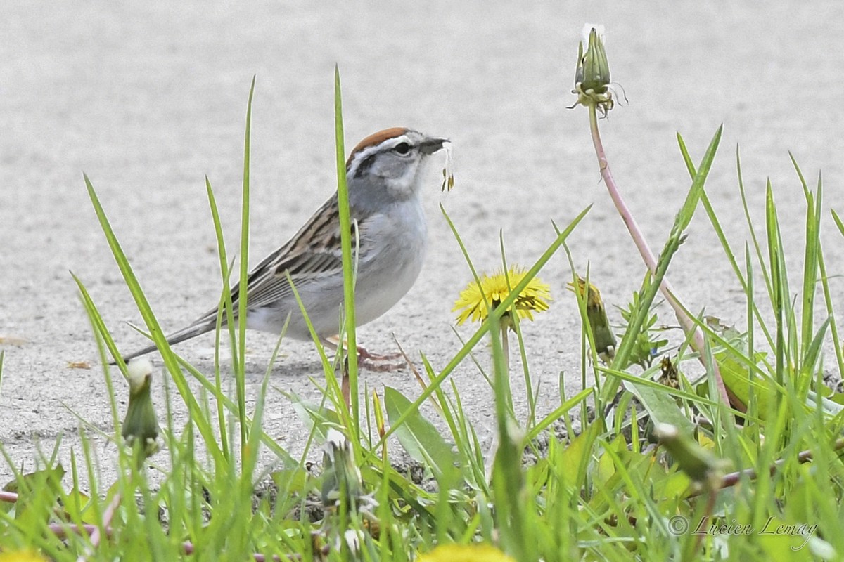 Chipping Sparrow - Lucien Lemay