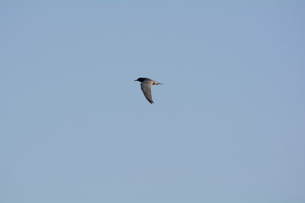 Black Tern - ML619090373