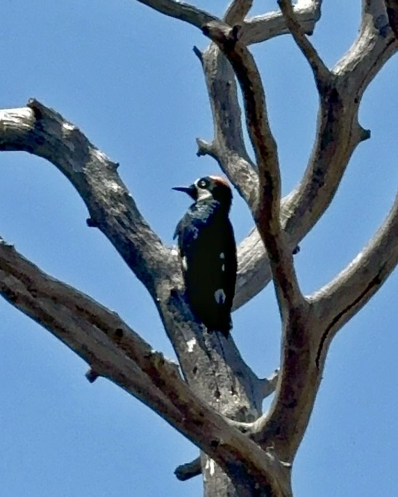 Acorn Woodpecker - Jamie B Wagner
