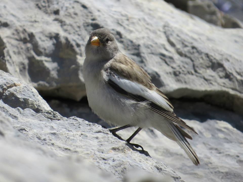 White-winged Snowfinch - Estela Gil Costa