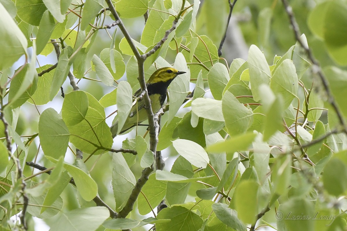 Black-throated Green Warbler - Lucien Lemay