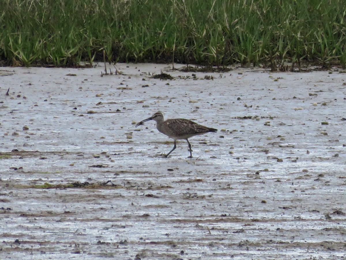 Whimbrel - ML619090402