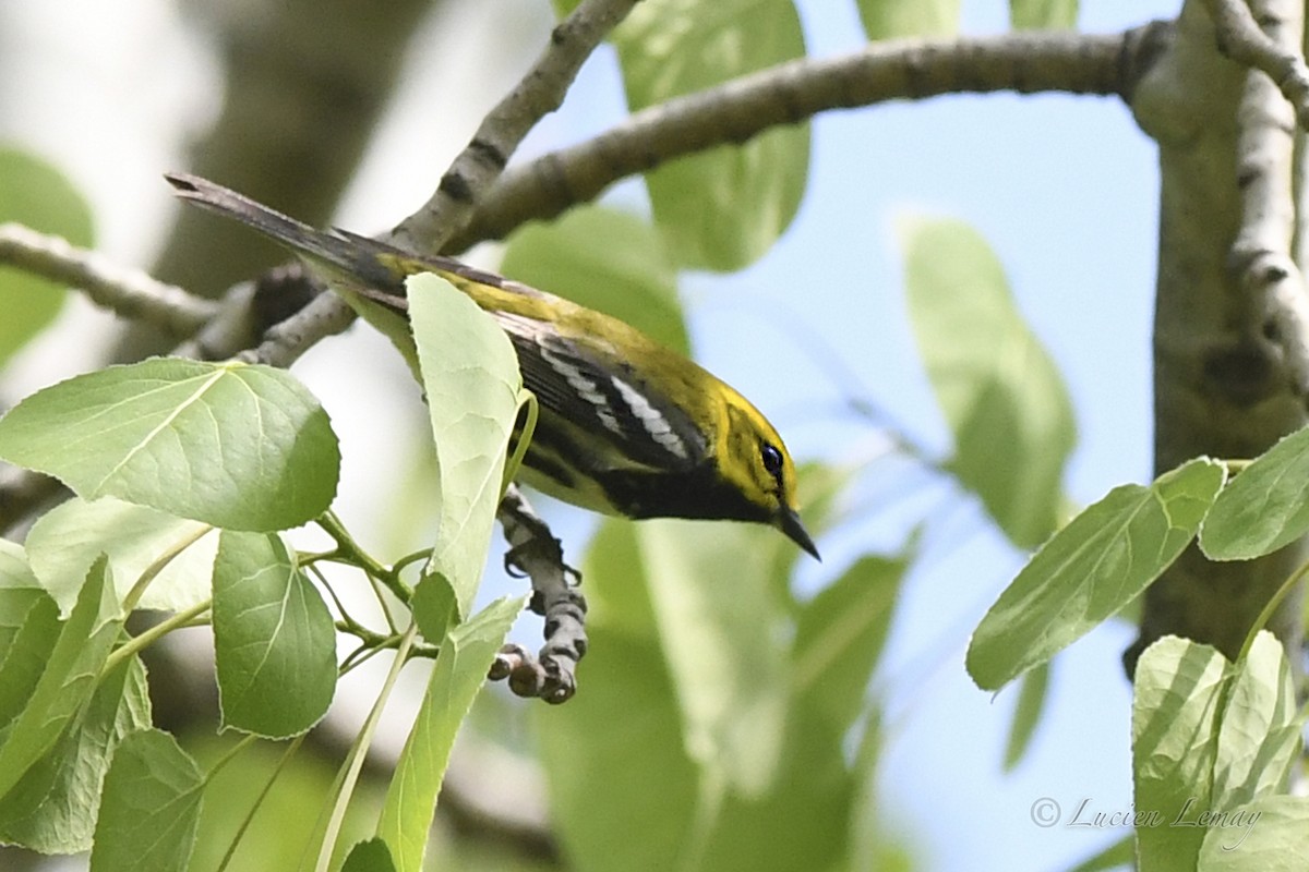 Black-throated Green Warbler - Lucien Lemay