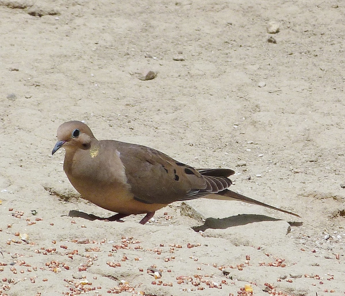 Mourning Dove - ML619090412