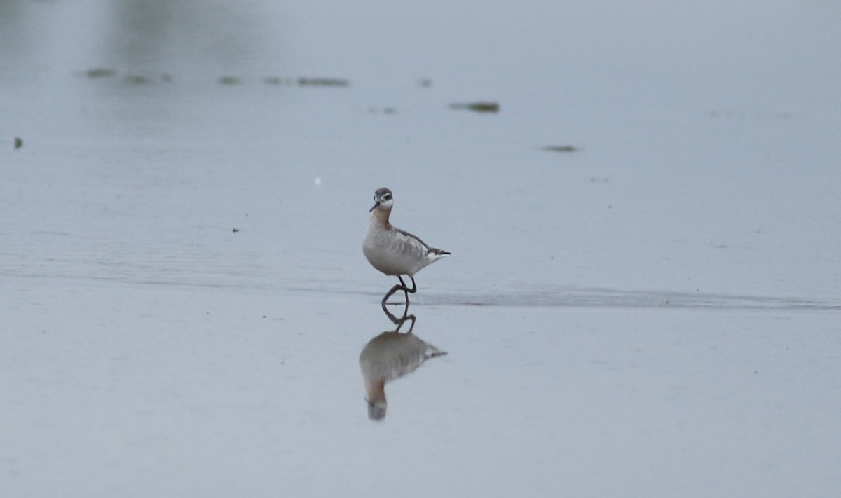 Wilson's Phalarope - Kennedy Sullivan