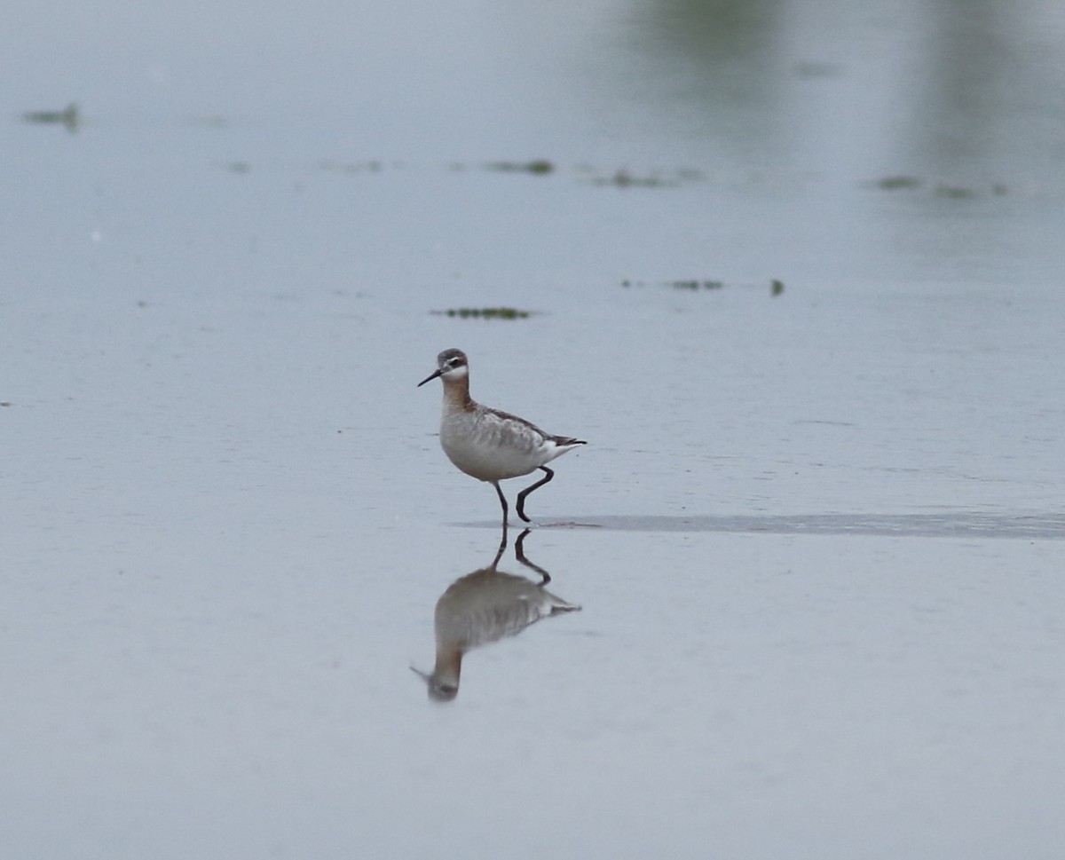 Wilson's Phalarope - Kennedy Sullivan