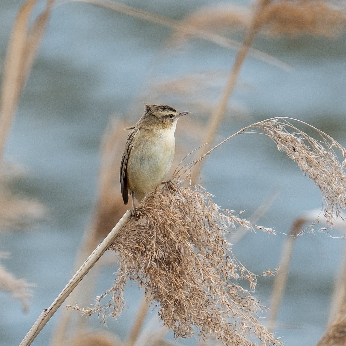 Sedge Warbler - Daria Semenova