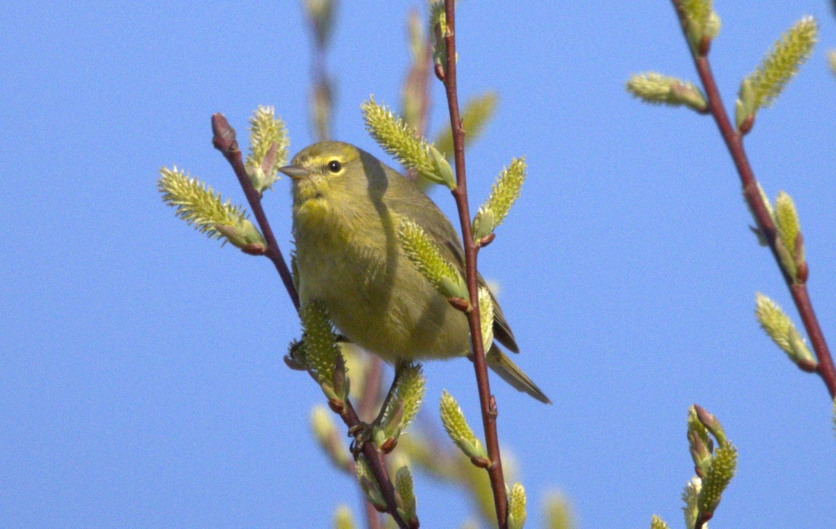 Orange-crowned Warbler - Michel Marsan