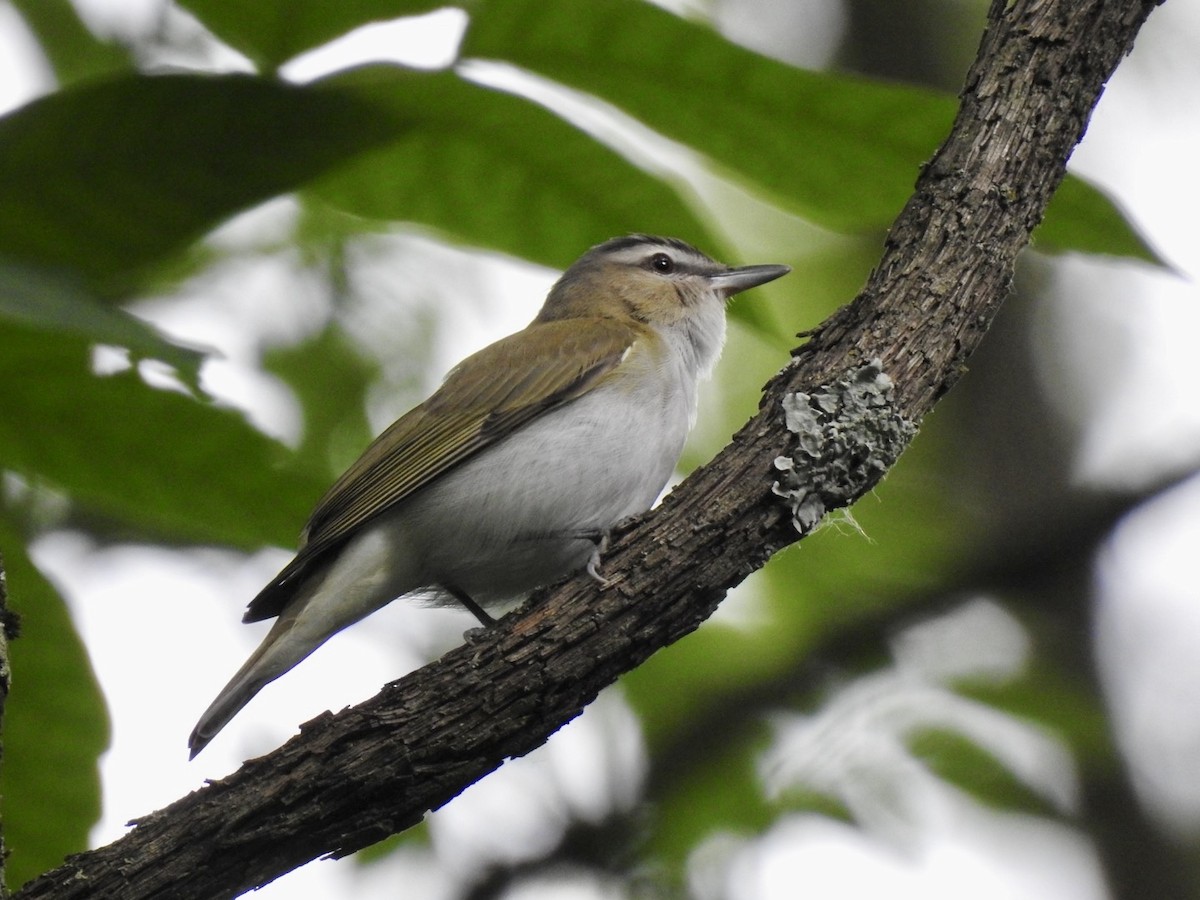 Red-eyed Vireo - Ariel Dunham