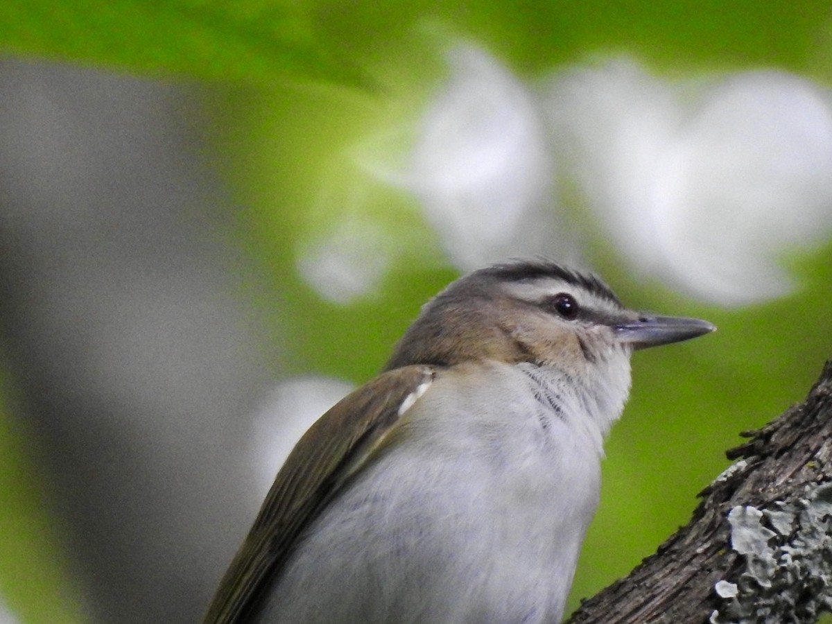 Red-eyed Vireo - Ariel Dunham