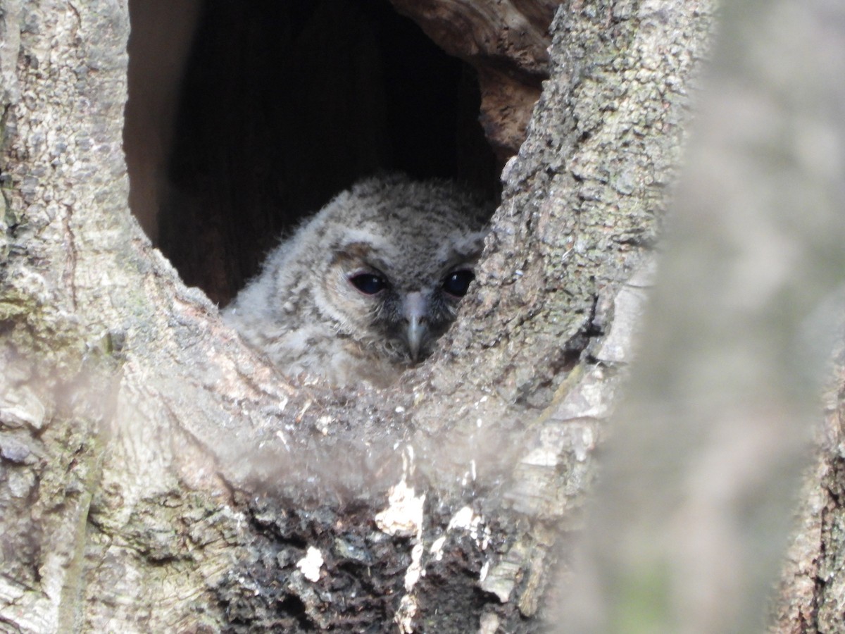 Tawny Owl - Chip K