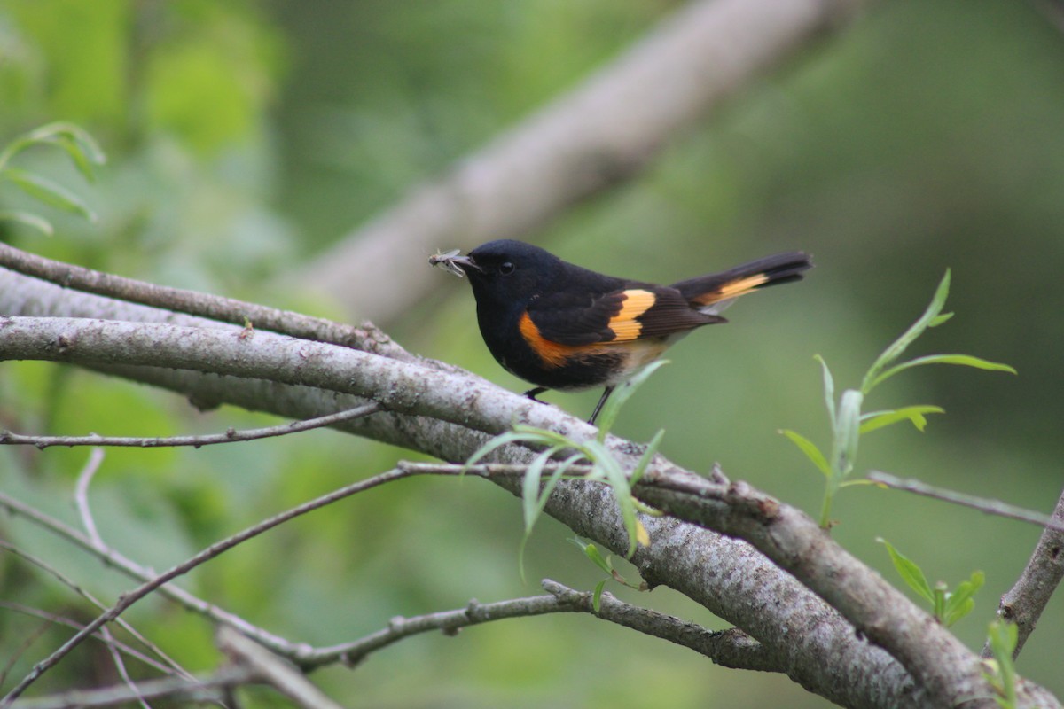 American Redstart - Nolan Fisher