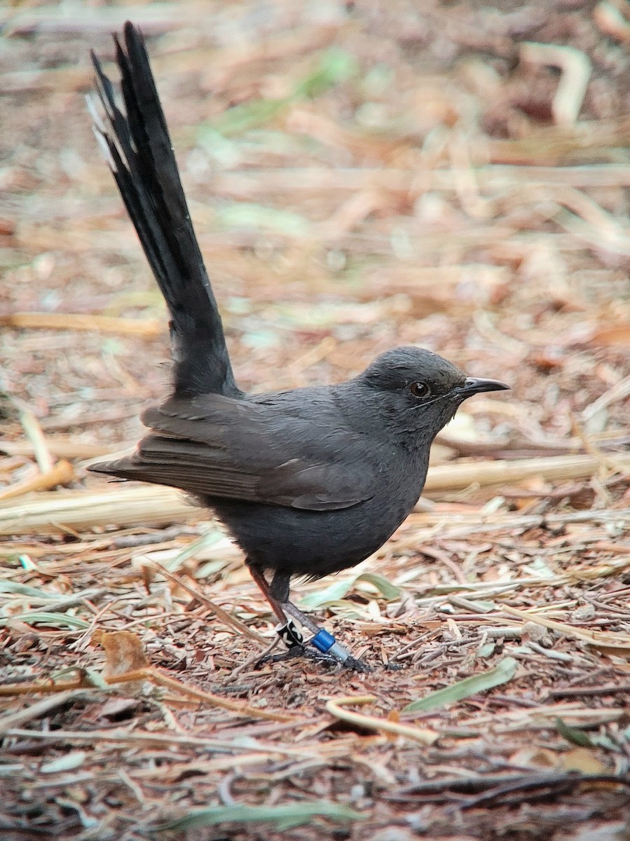 Black Scrub-Robin - ML619090516