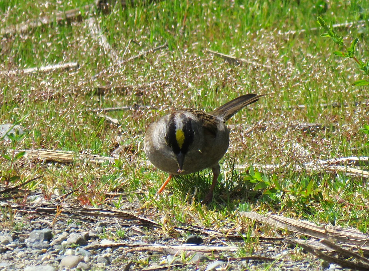 Golden-crowned Sparrow - Teresa Weismiller