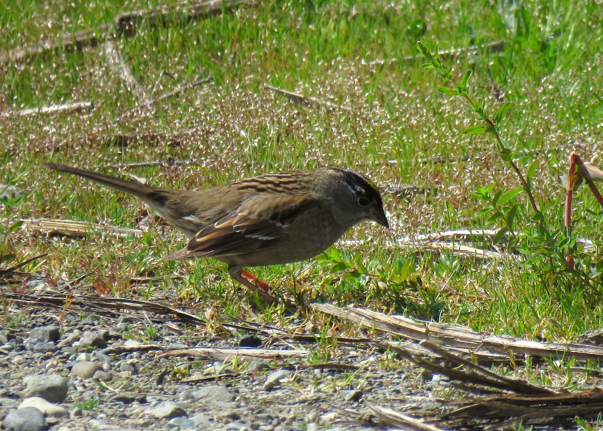 Golden-crowned Sparrow - Teresa Weismiller