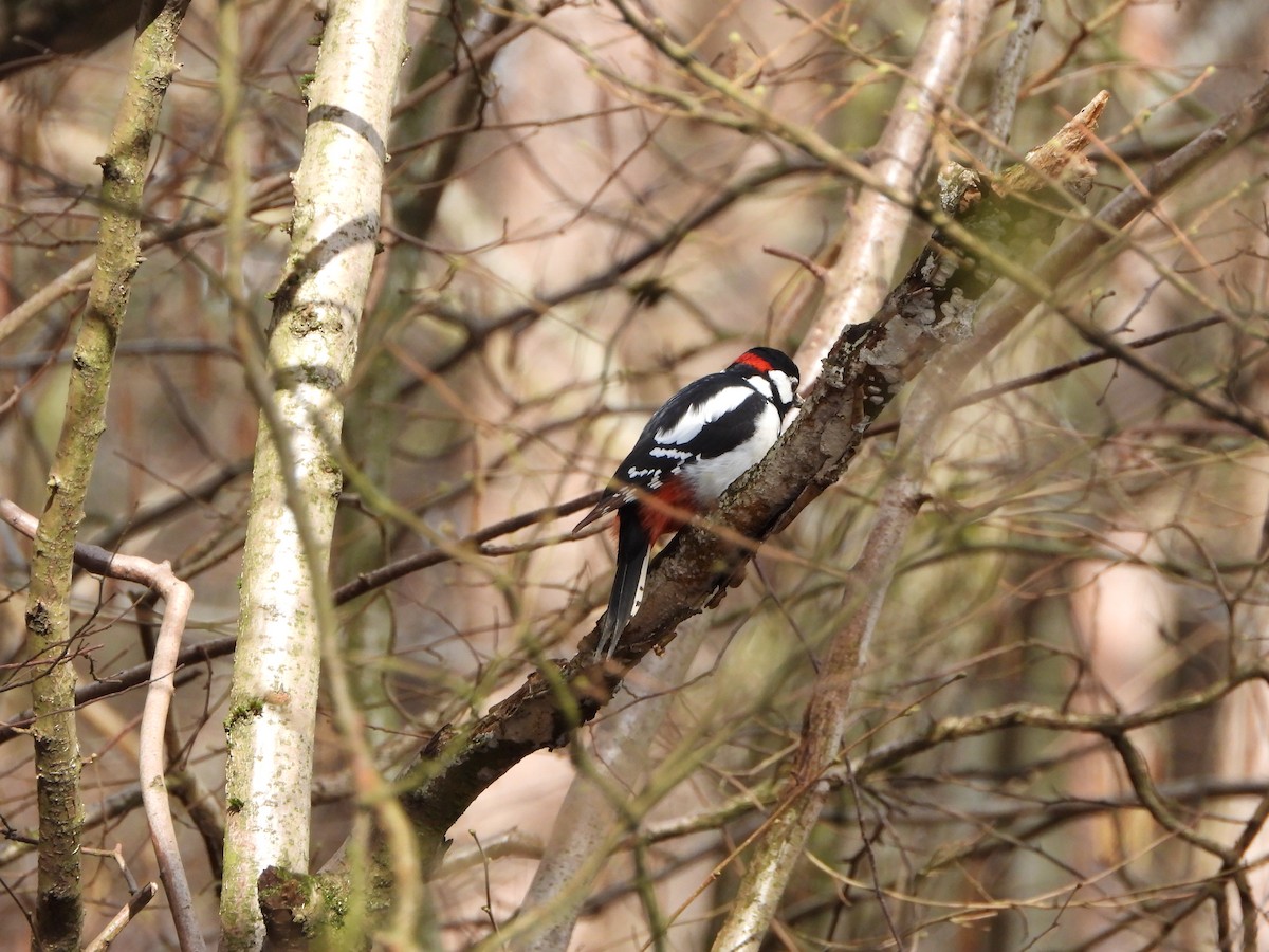 Great Spotted Woodpecker - ML619090531