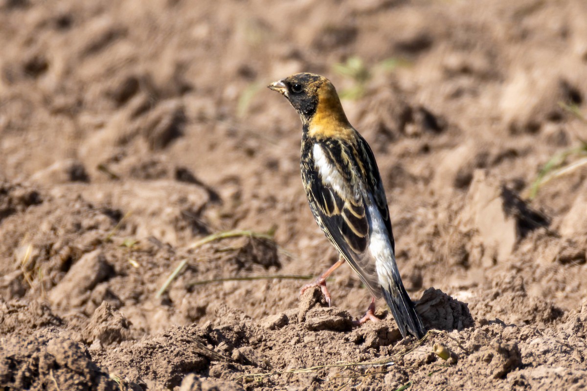 bobolink americký - ML619090534