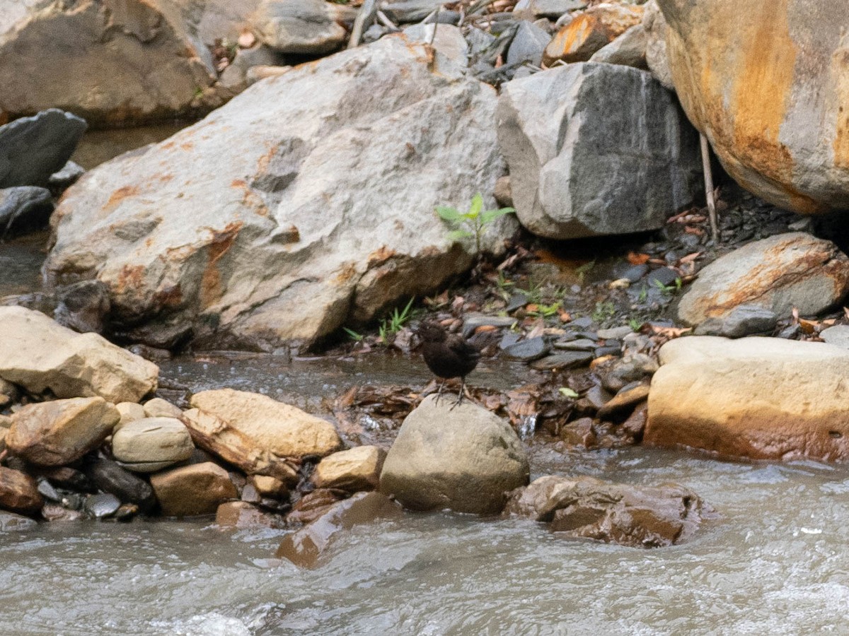 Brown Dipper - ML619090546