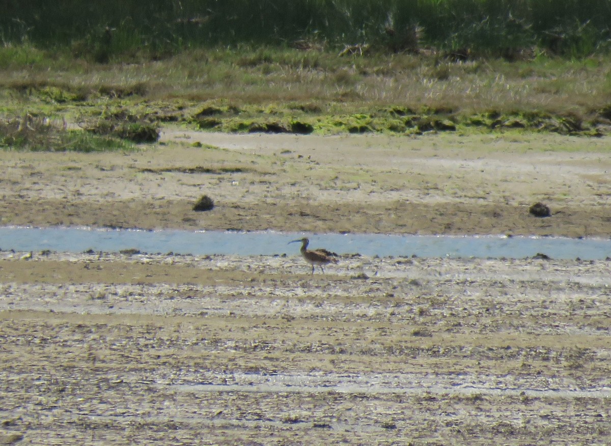 Whimbrel - ML619090550