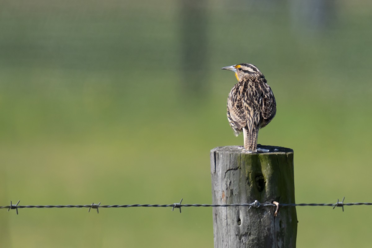 Eastern Meadowlark - ML619090553