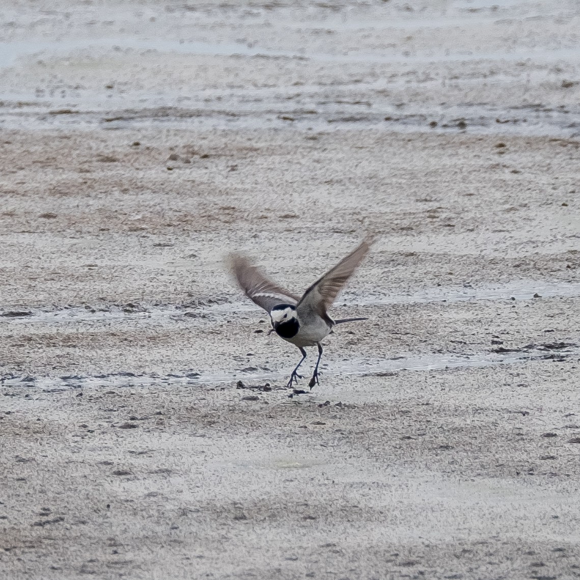 White Wagtail - Daria Semenova