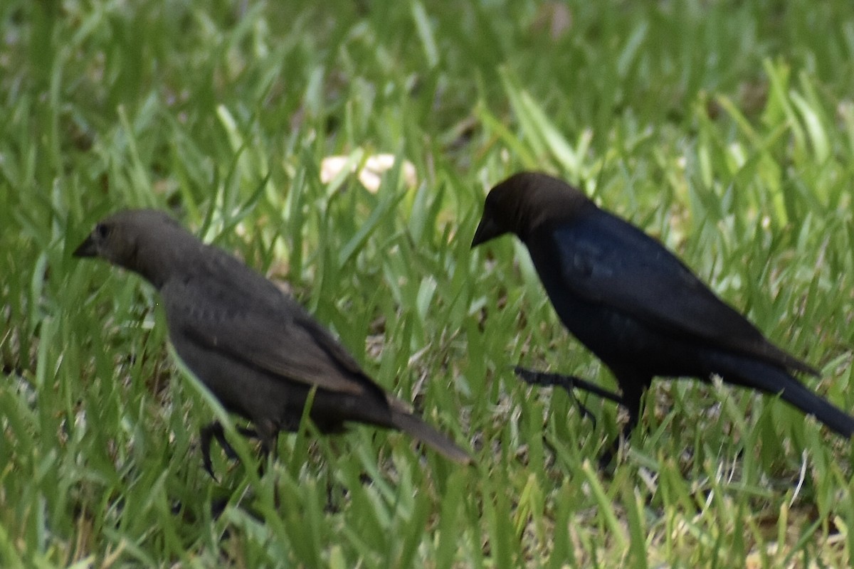 Brown-headed Cowbird - ML619090560