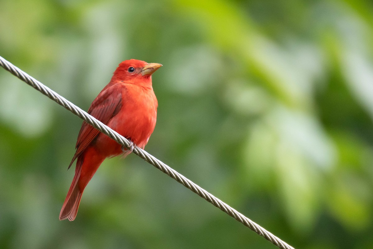 Summer Tanager - Steven Self