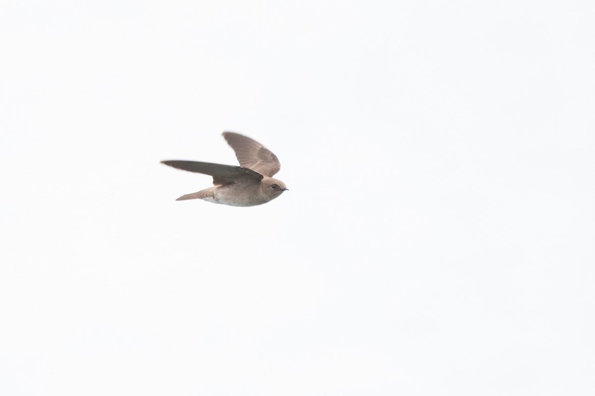 Northern Rough-winged Swallow - Josh Davidson