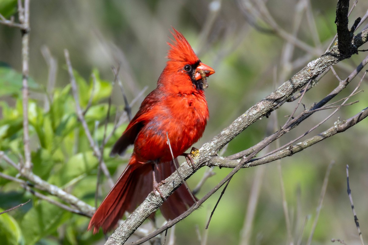 Northern Cardinal - ML619090582