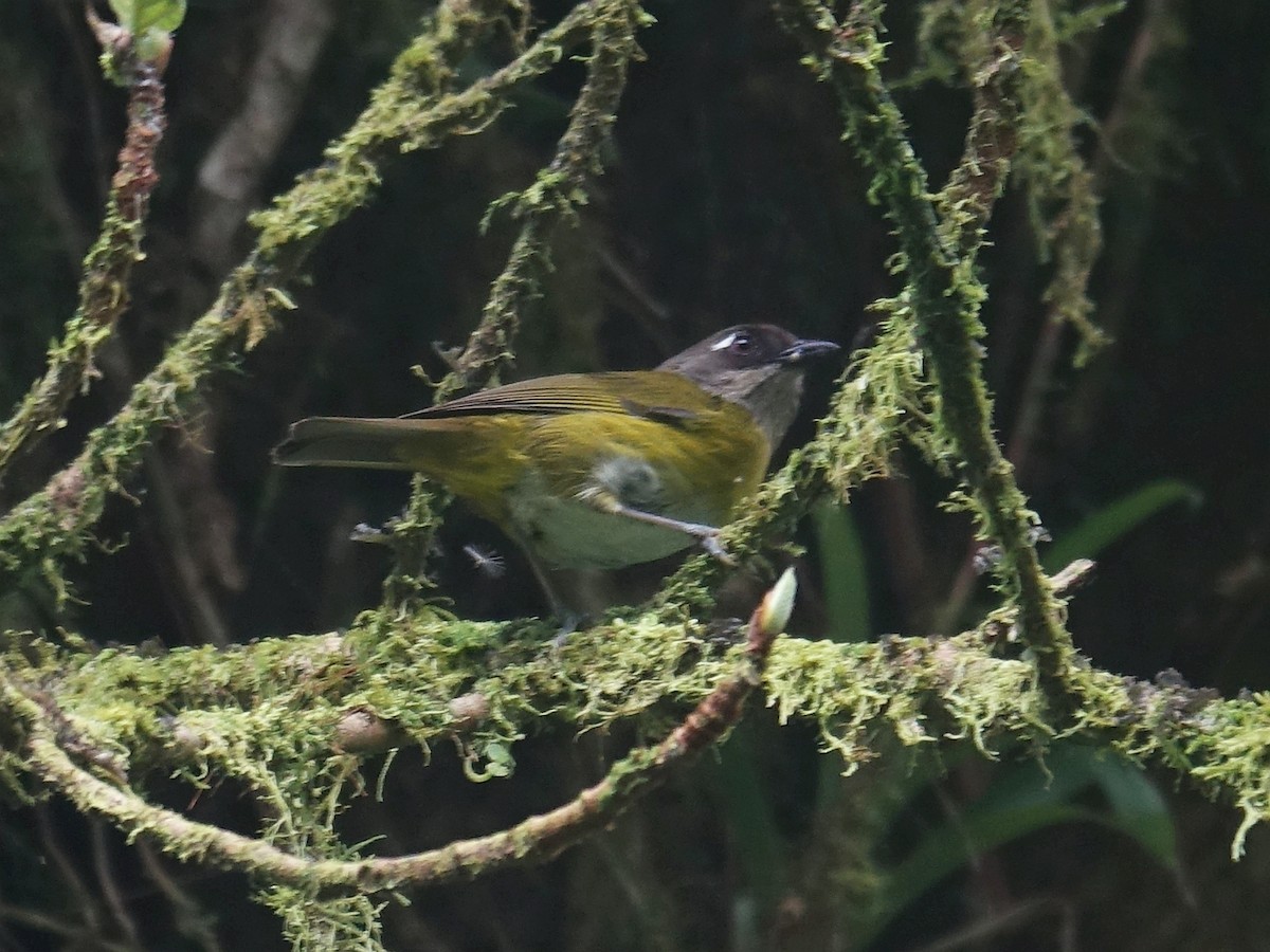 Common Chlorospingus - Stéphane  Thomin