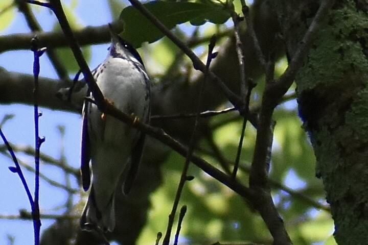 Blackpoll Warbler - ML619090591